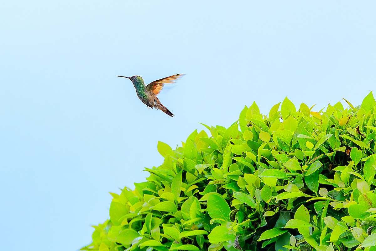 Berylline Hummingbird - ML643289971