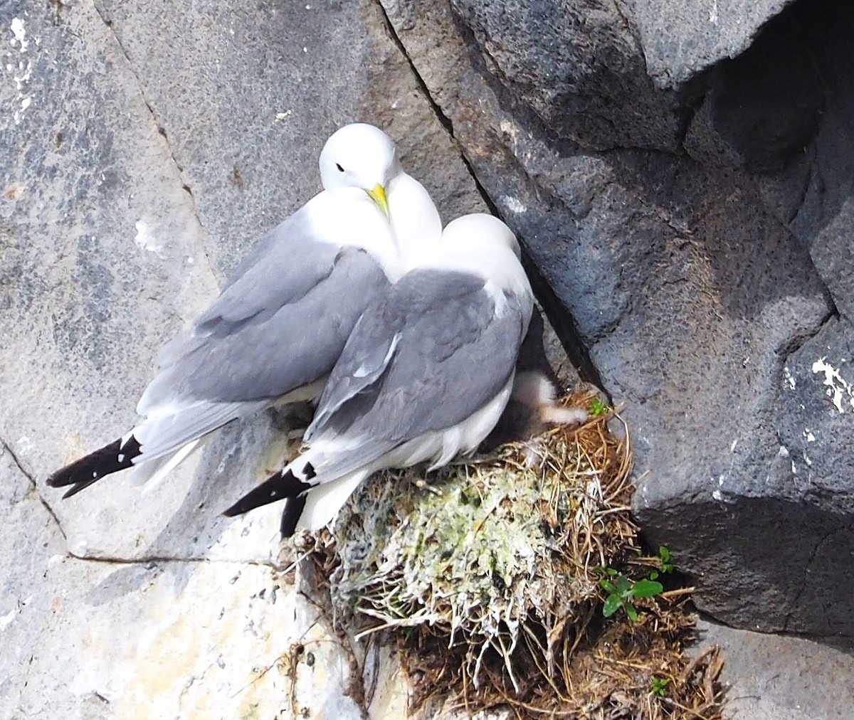 Black-legged Kittiwake - ML643289972