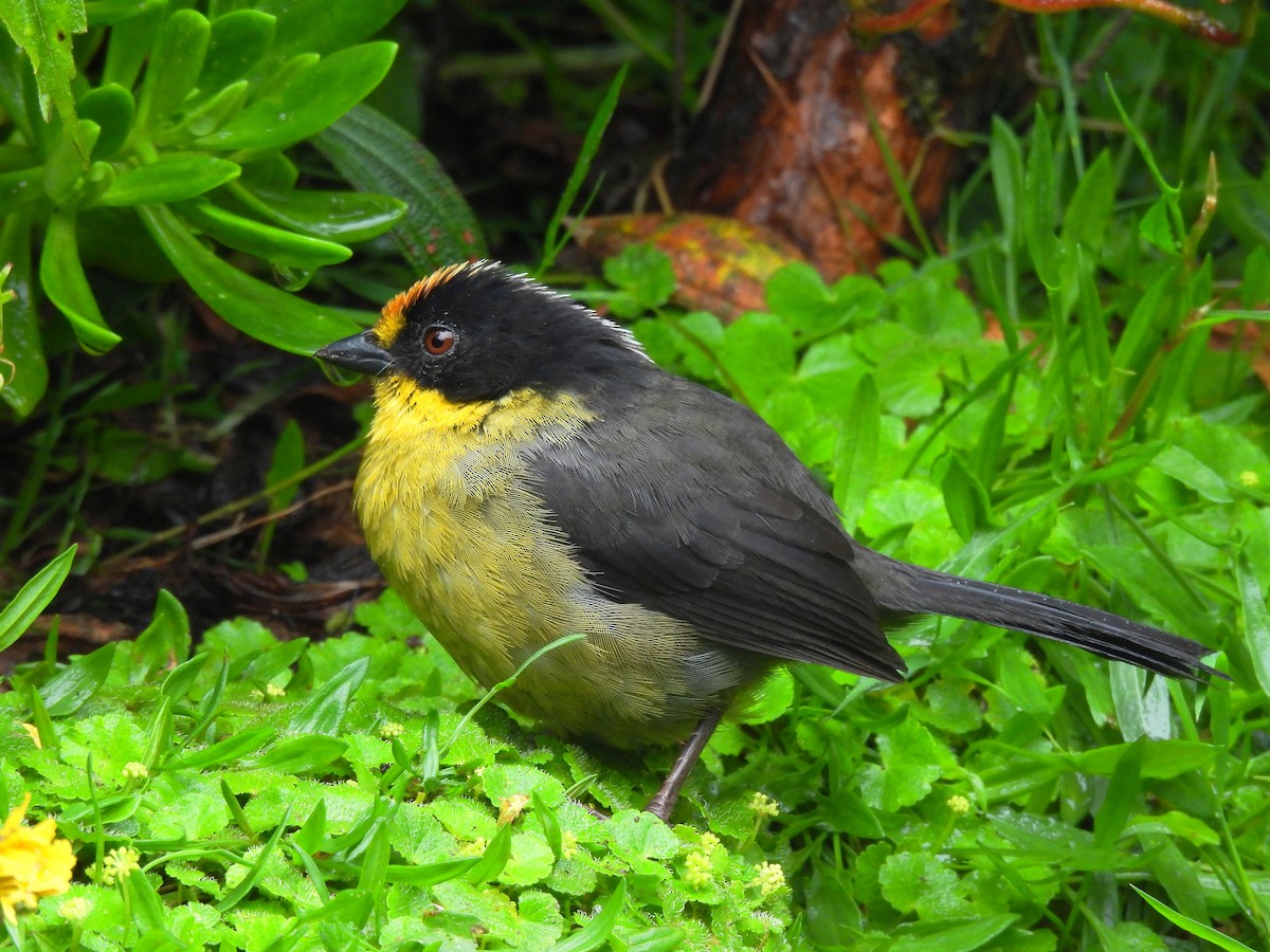 Pale-naped Brushfinch - ML643289976