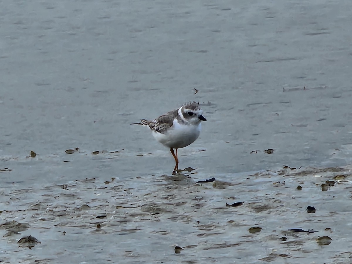 Piping Plover - ML643289999
