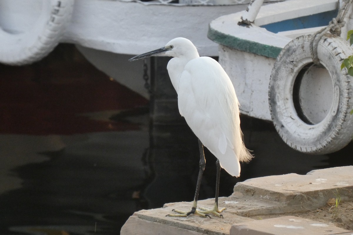 小白鷺 - ML643290007