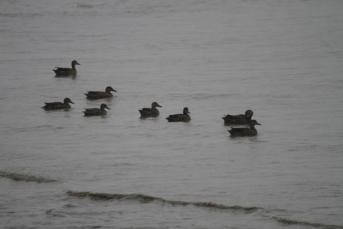 Blue-winged Teal - ML643290012