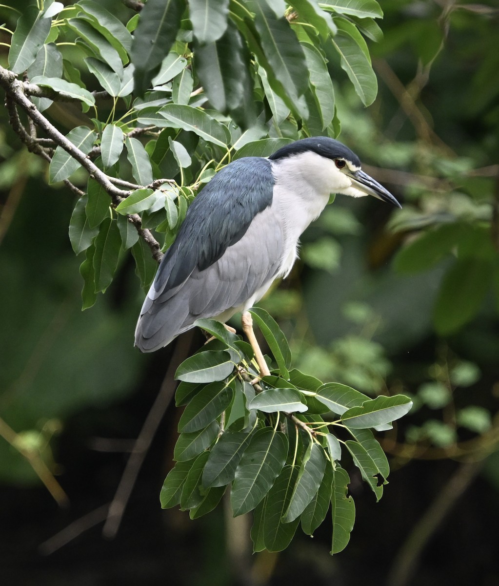 Black-crowned Night Heron - ML643290014