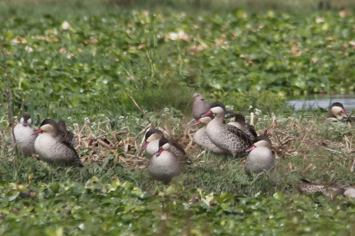 Red-billed Duck - ML643290016