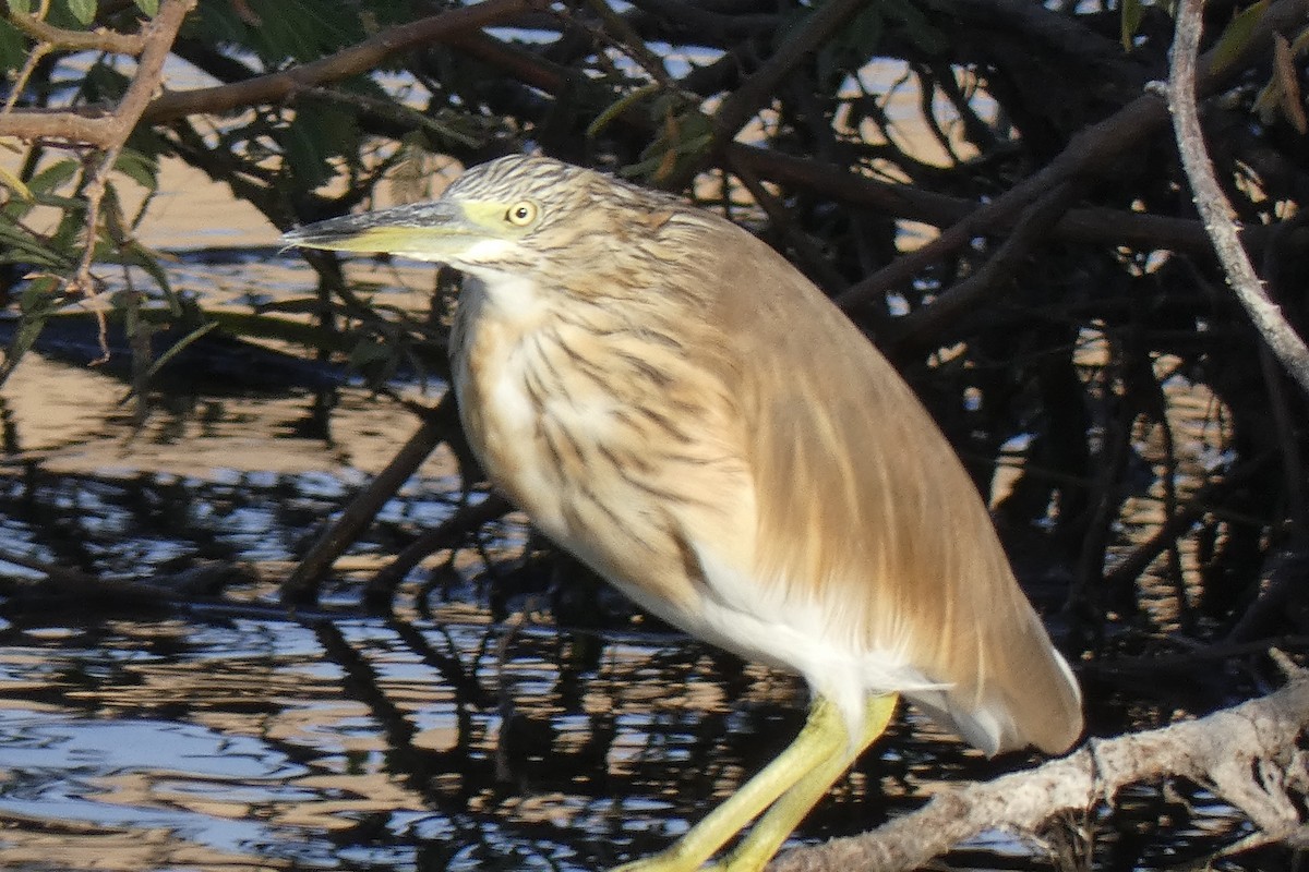 Squacco Heron - ML643290018
