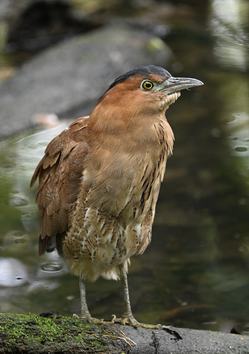 Malayan Night Heron - ML643290024