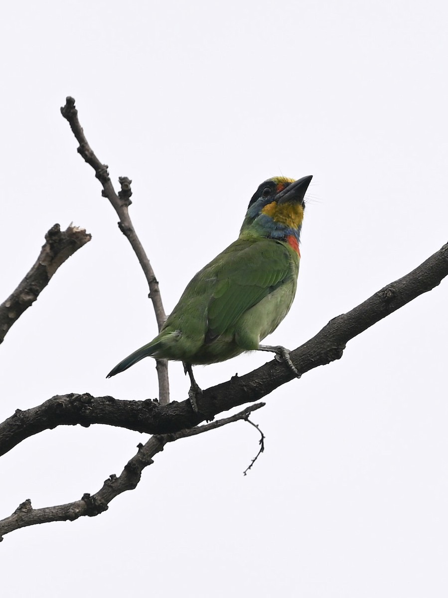 Taiwan Barbet - ML643290039