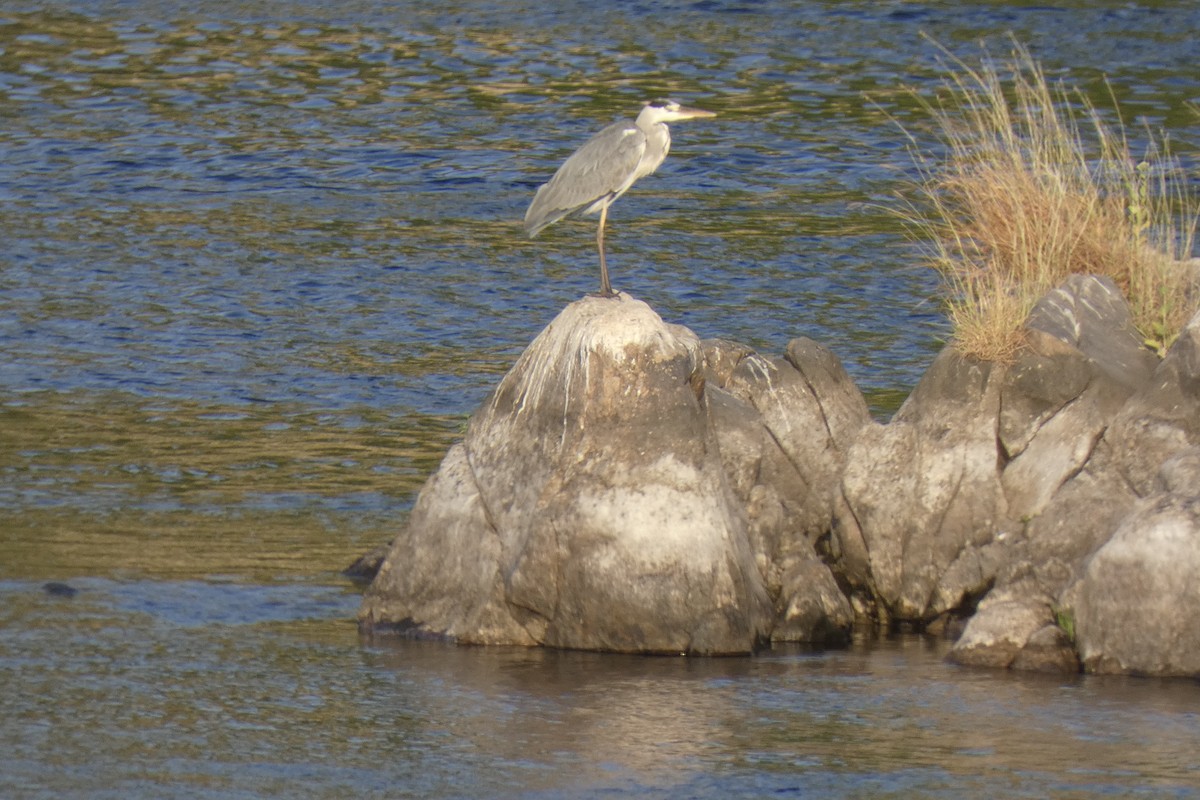 蒼鷺 - ML643290041