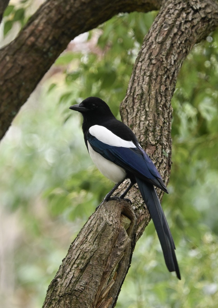 Oriental Magpie - ML643290060