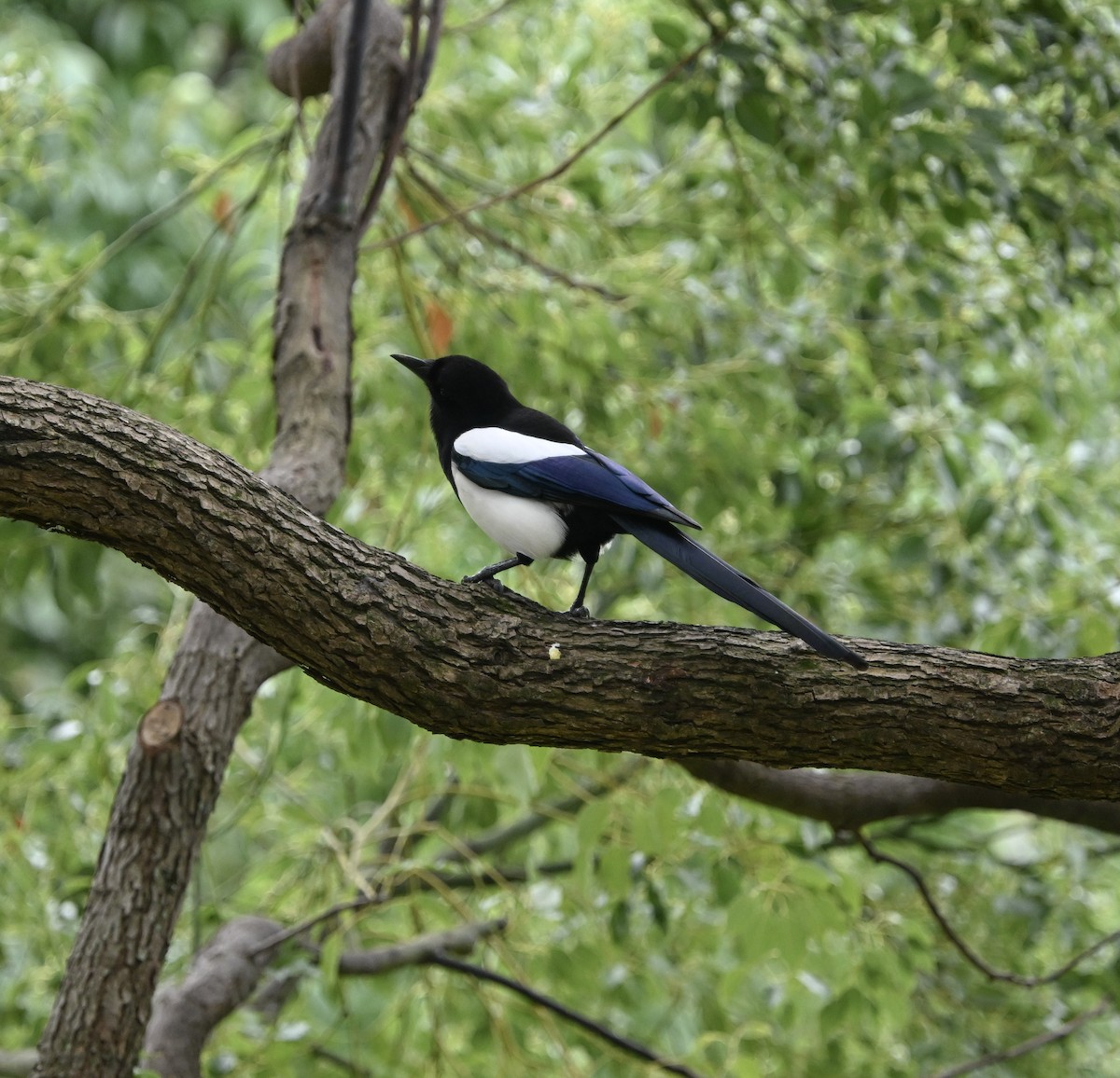 Oriental Magpie - ML643290061