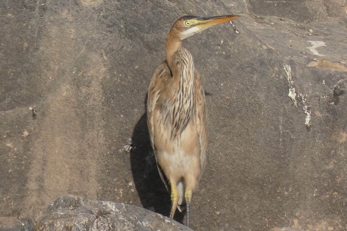 紫鷺 - ML643290062