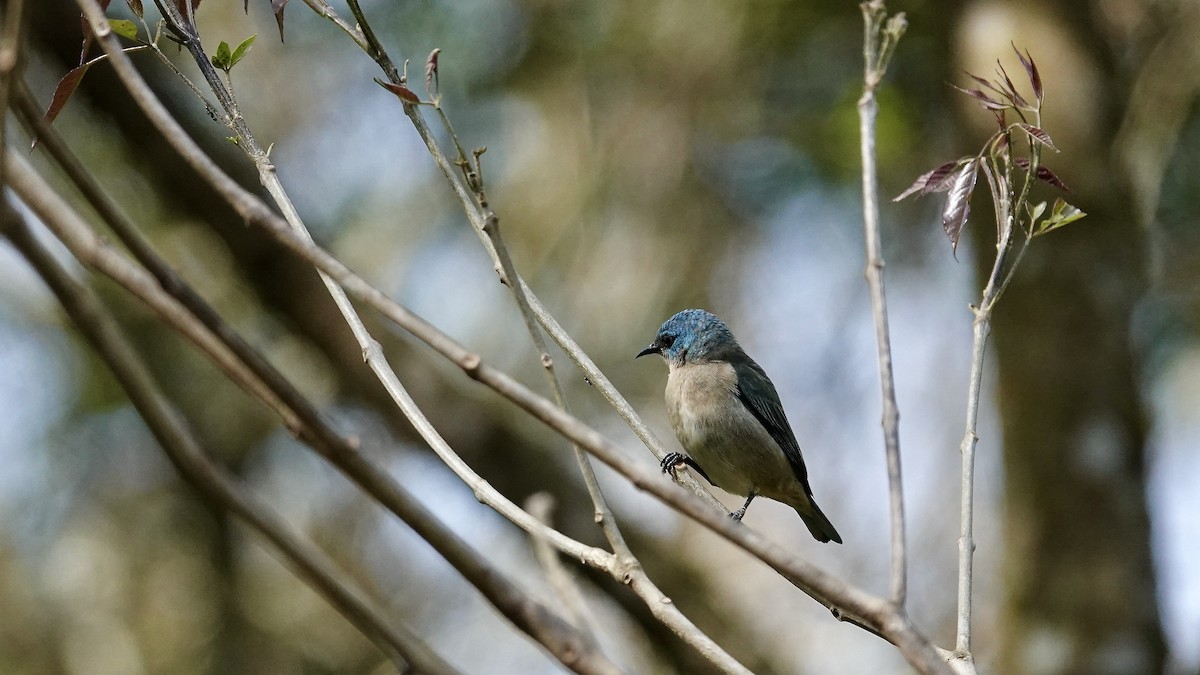 Black-legged Dacnis - ML643290071