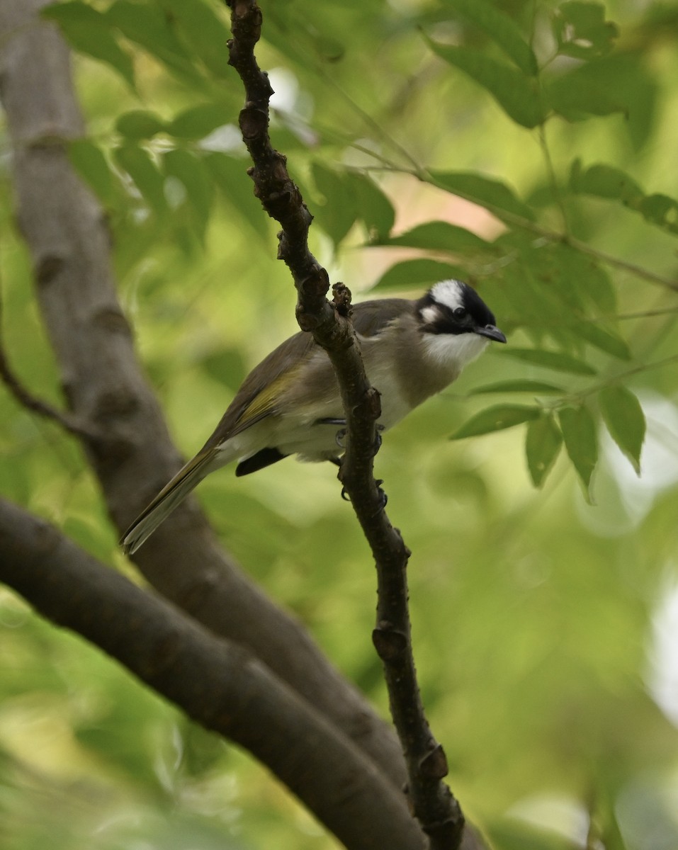 Light-vented Bulbul (formosae/orii) - ML643290072
