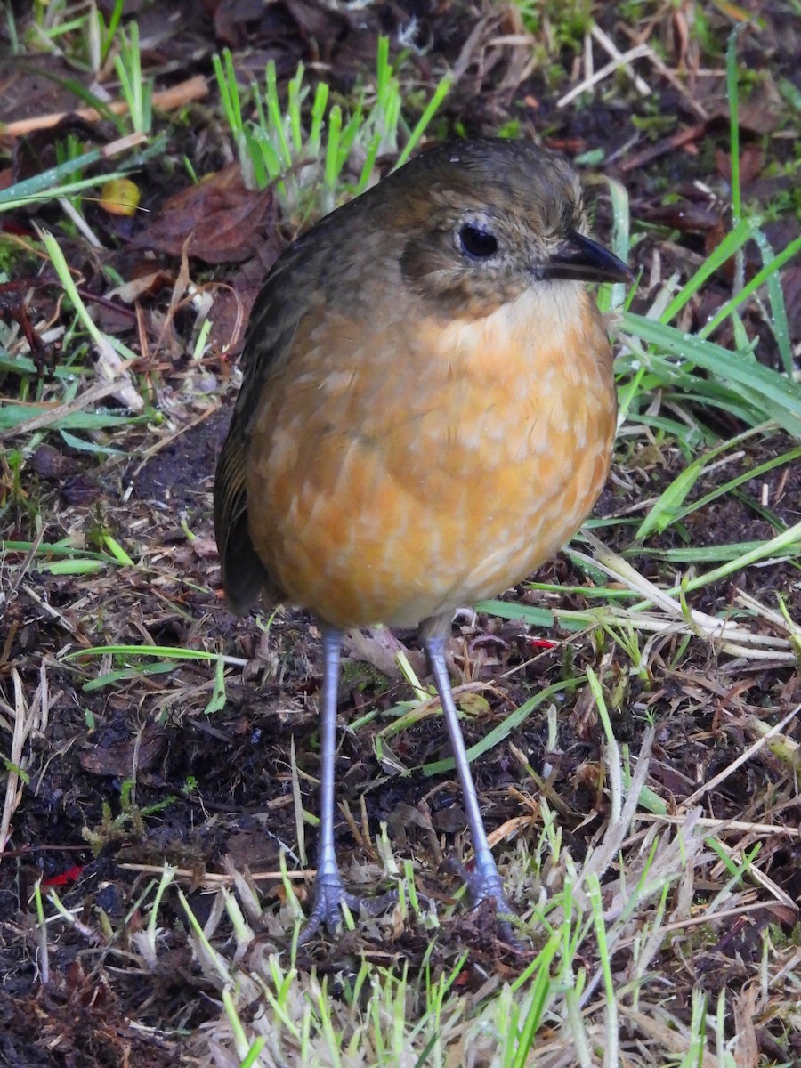 Tawny Antpitta - ML643290073