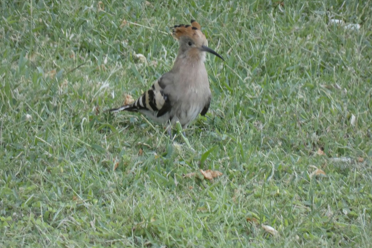 戴勝 - ML643290075