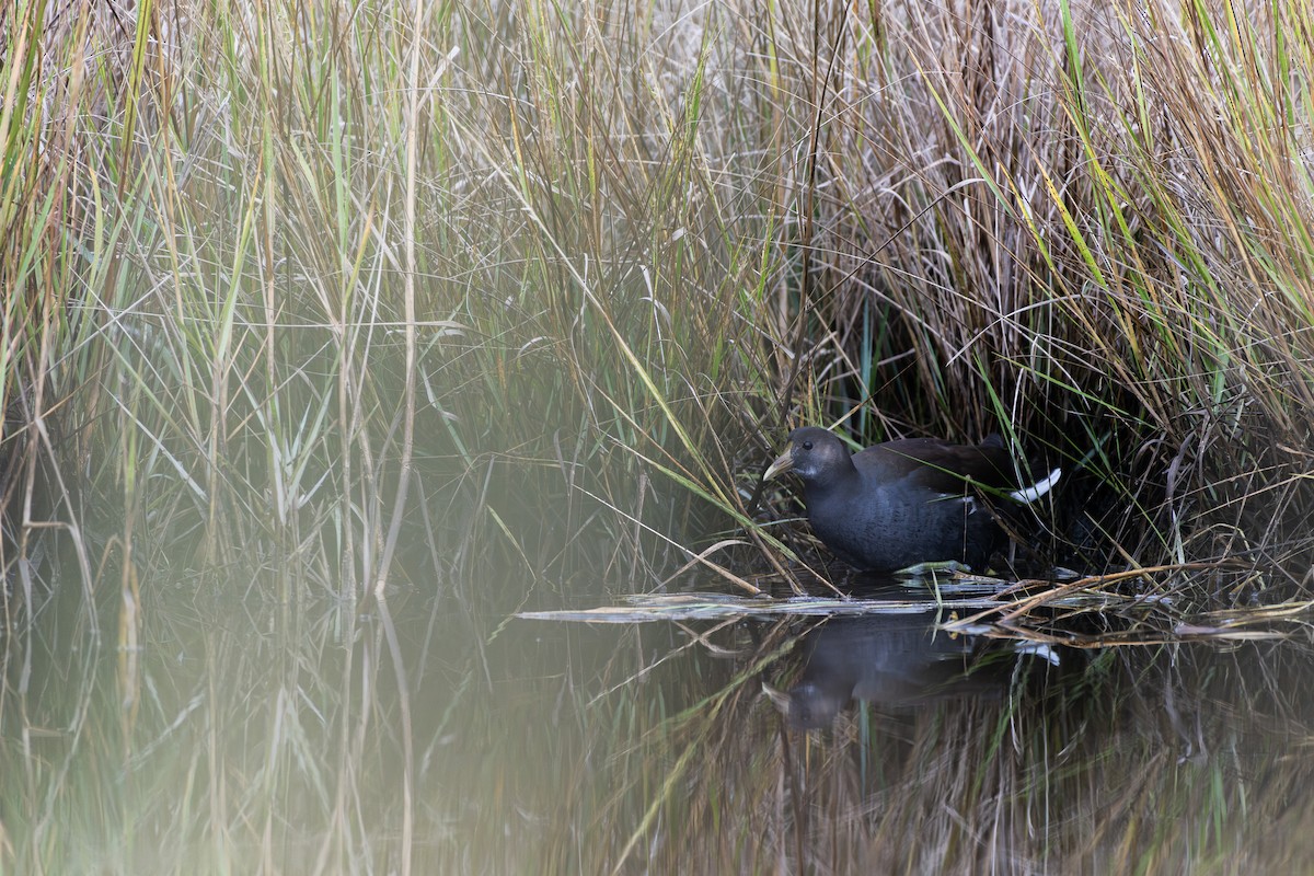 Common Gallinule - ML643290083