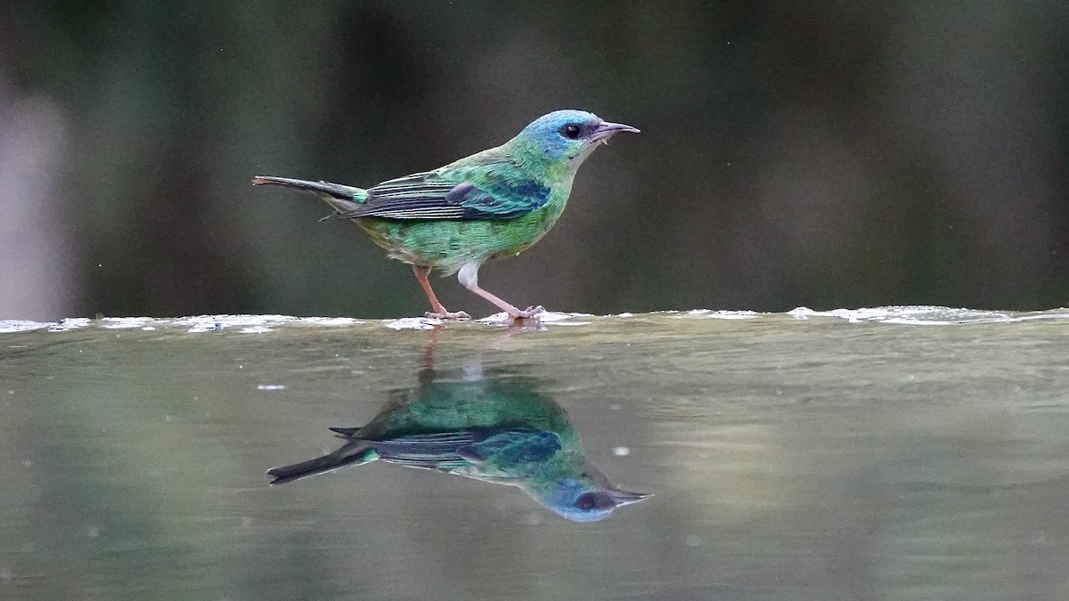 Blue Dacnis - ML643290087