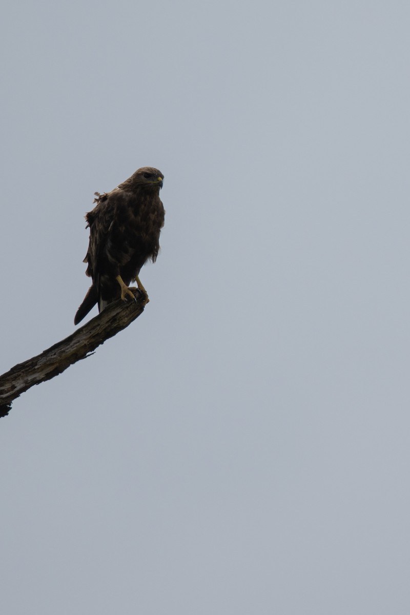 Common Buzzard - ML643290092