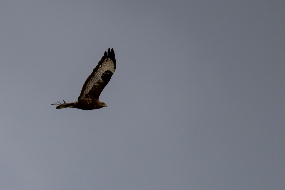 Common Buzzard - ML643290093
