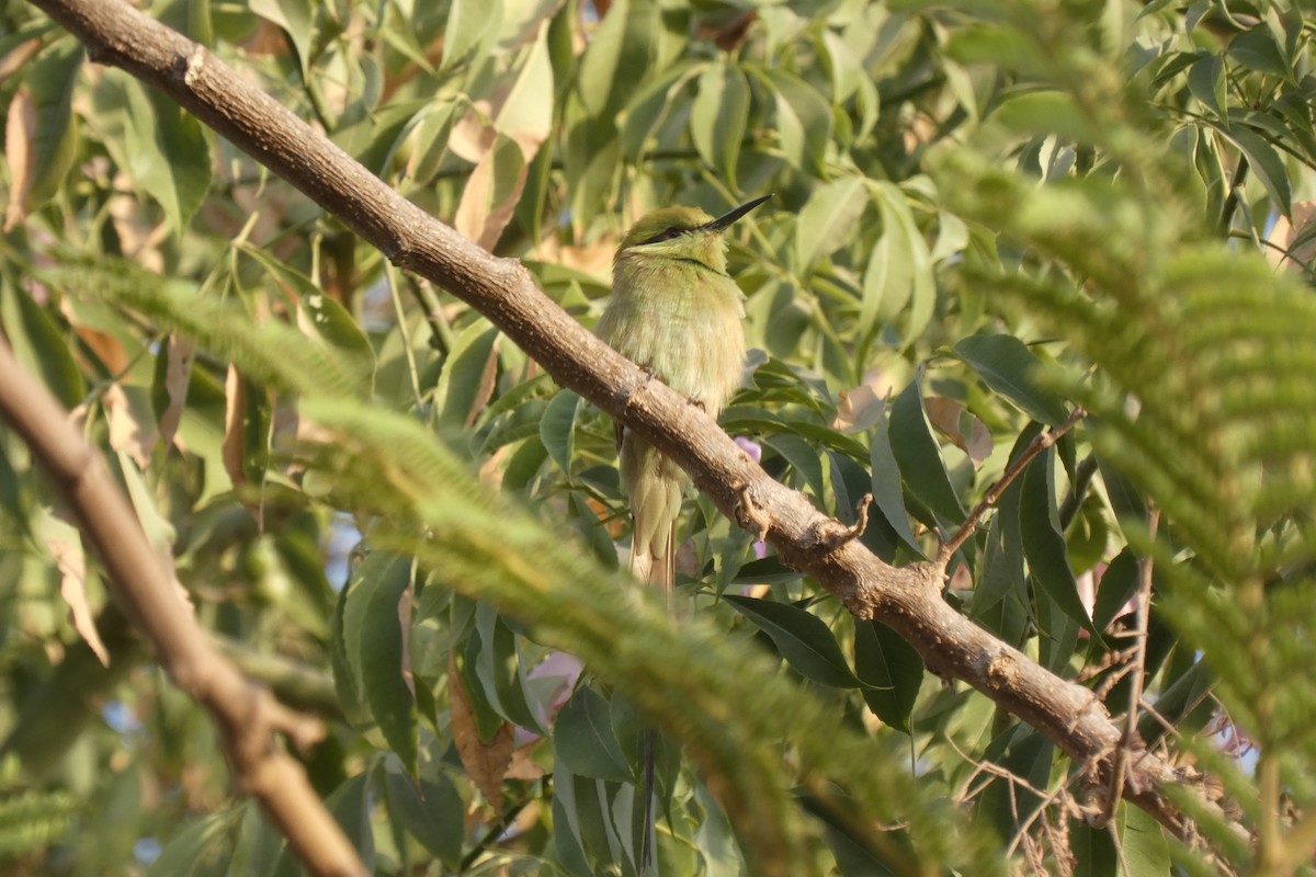 African Green Bee-eater - ML643290094