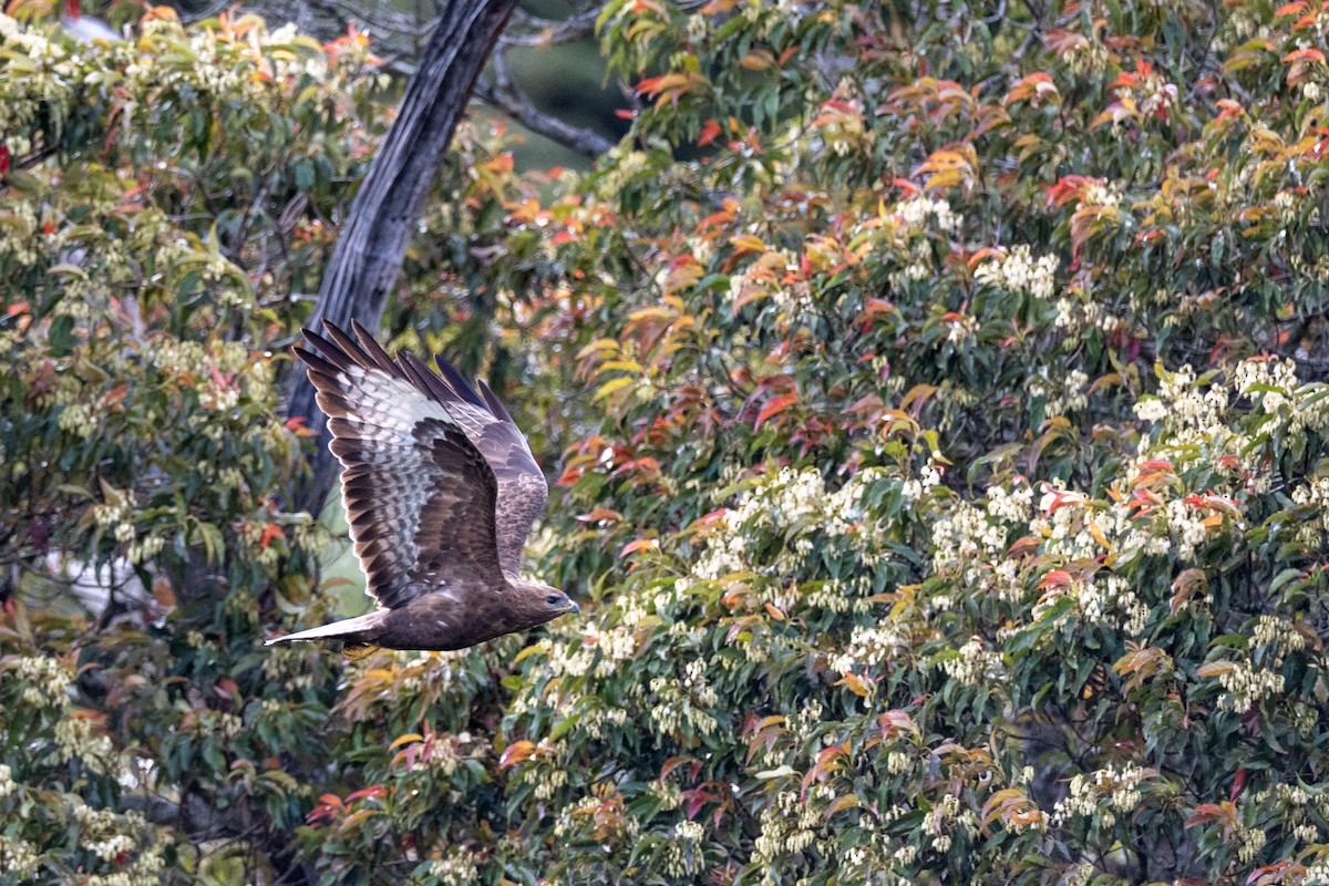 Common Buzzard - ML643290097