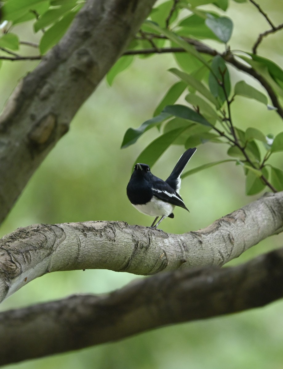Oriental Magpie-Robin - ML643290103