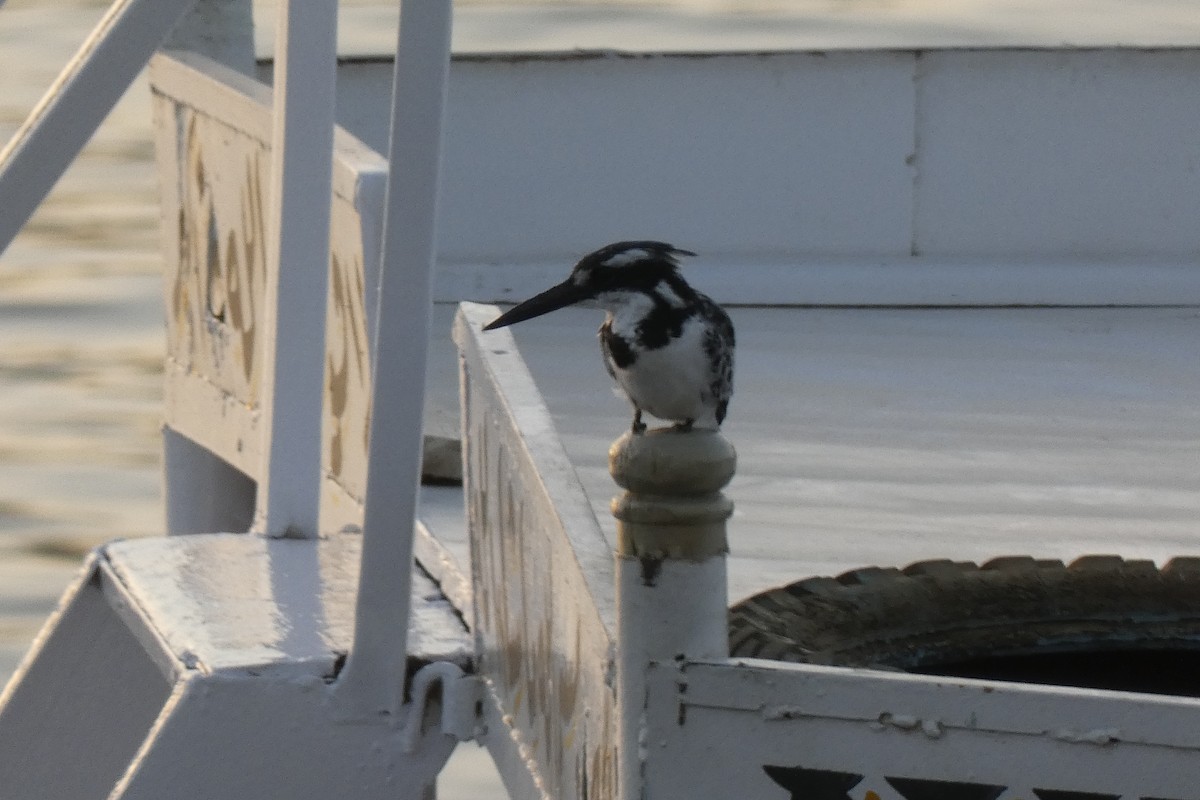 斑翡翠 - ML643290109