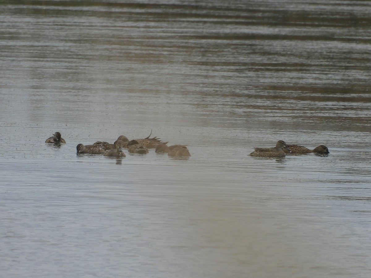 Blue-winged Teal - ML643290123