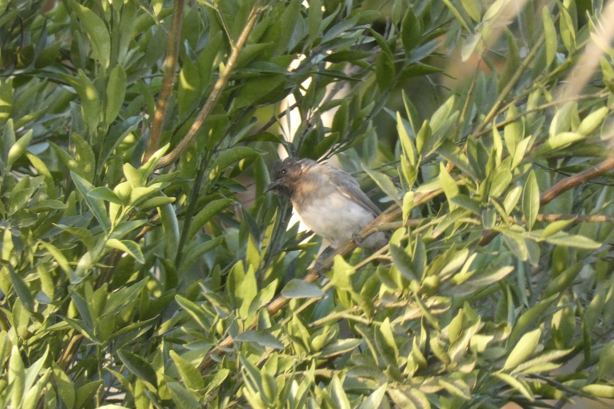 Common Bulbul - ML643290132
