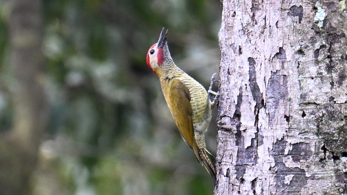 Golden-olive Woodpecker - ML643290145