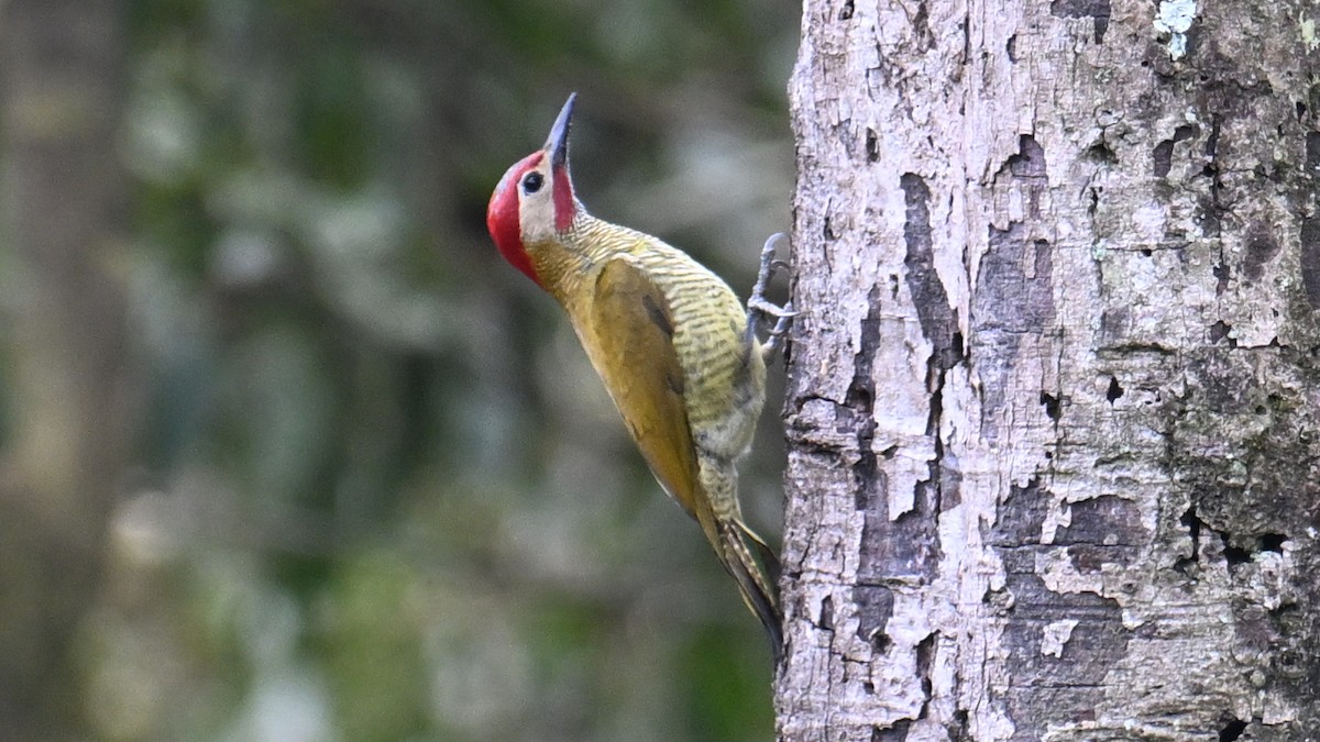 Golden-olive Woodpecker - ML643290152