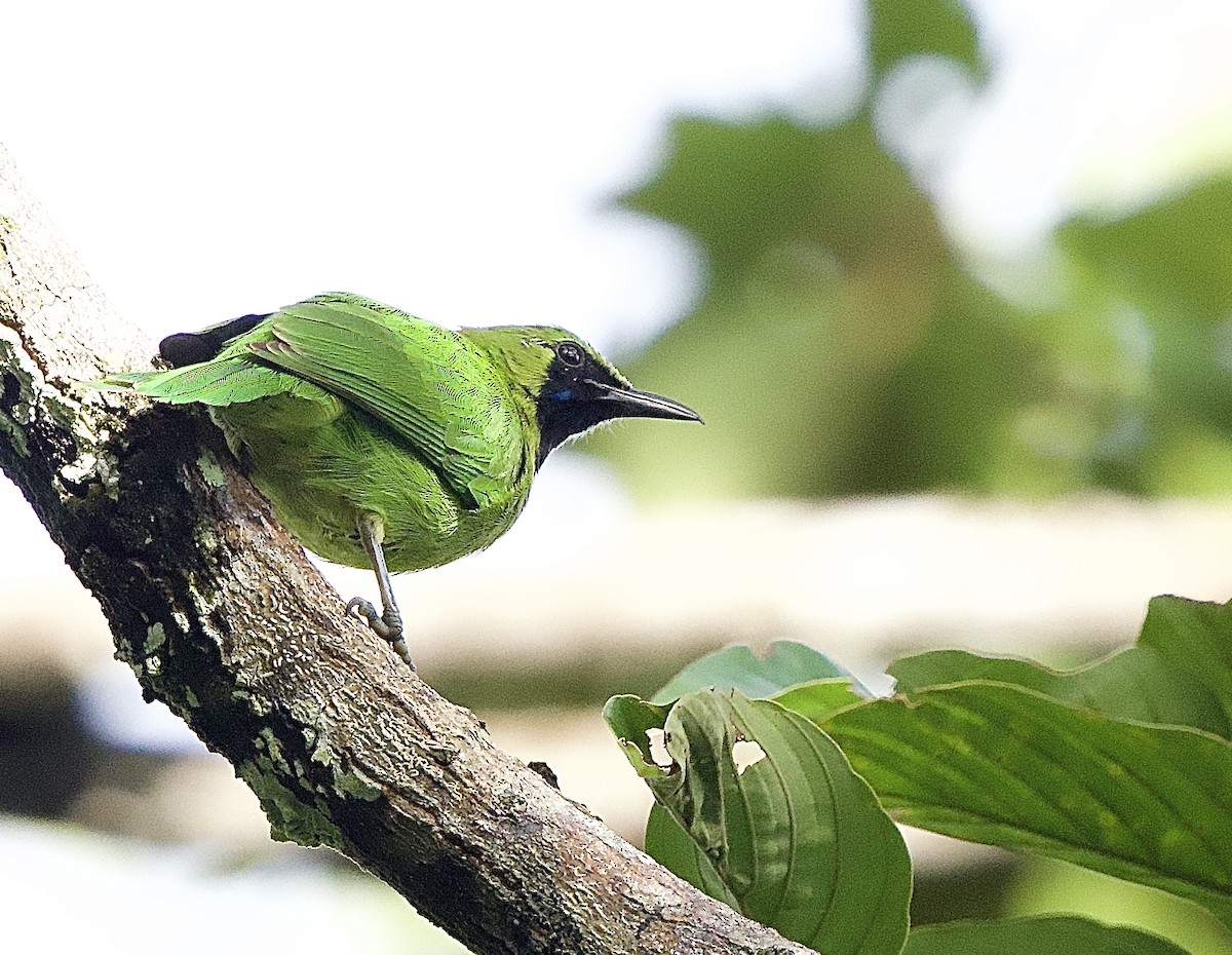 Lesser Green Leafbird - ML643290190