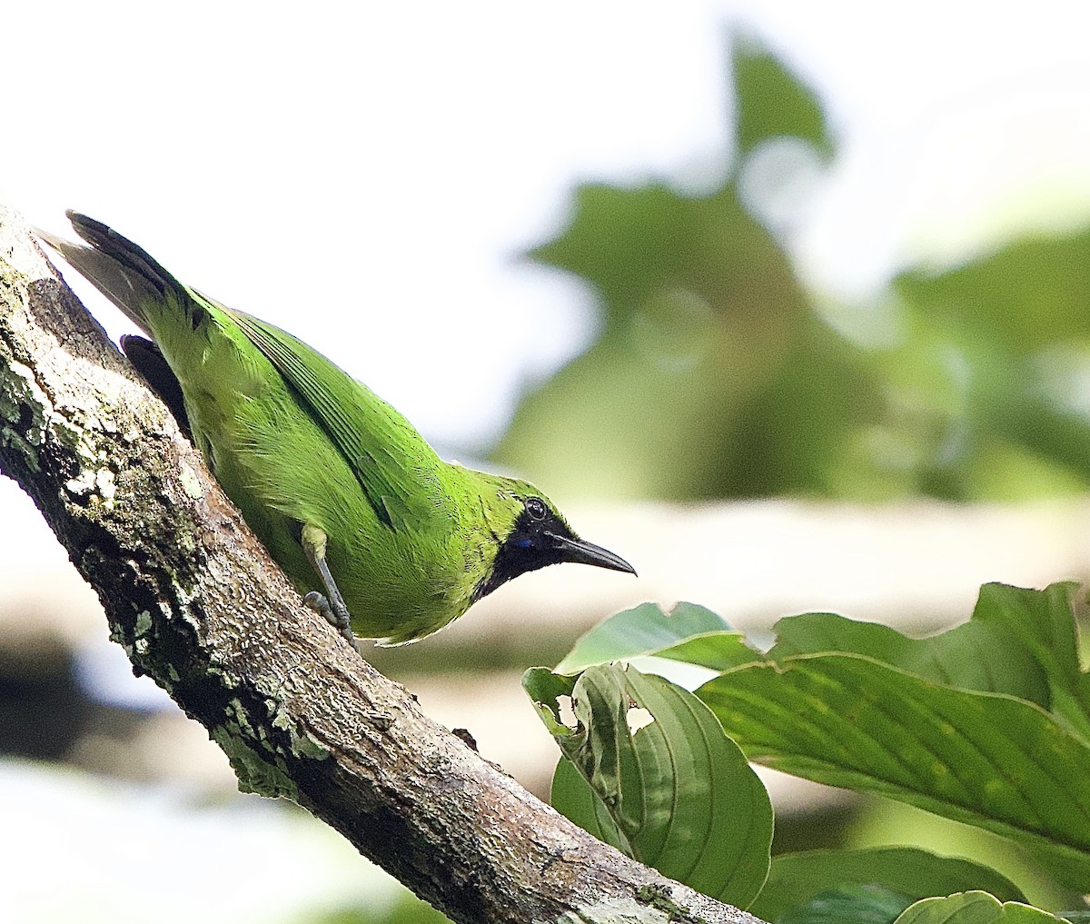 Lesser Green Leafbird - ML643290191