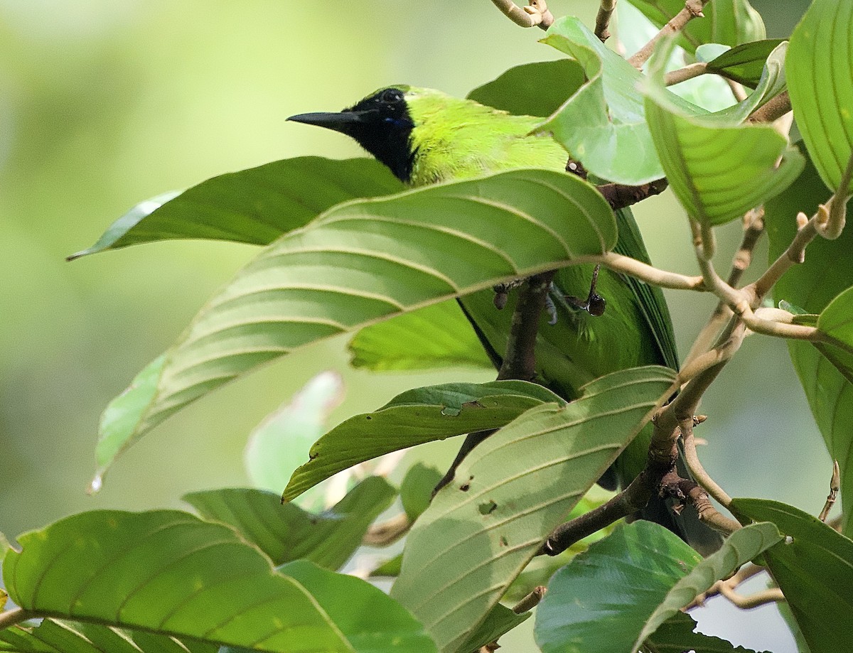 Lesser Green Leafbird - ML643290192