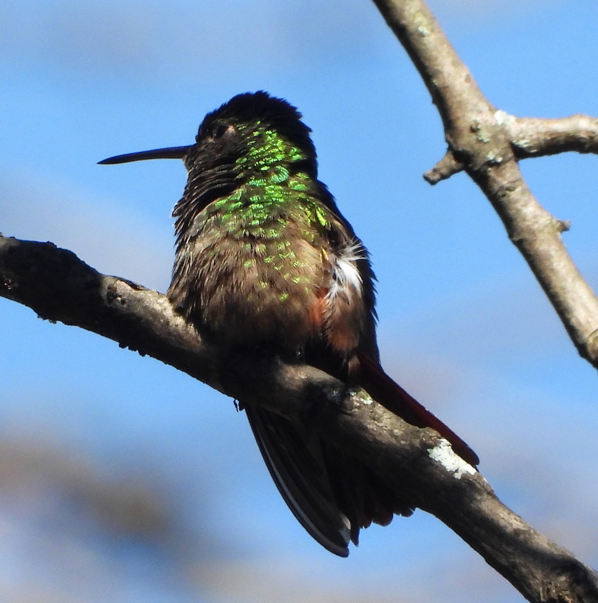 Berylline Hummingbird - ML643290230