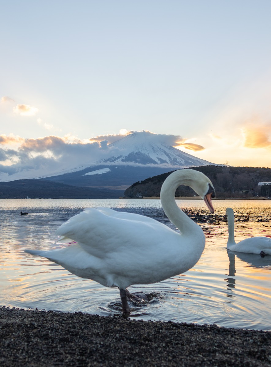 Cygne tuberculé - ML643290265