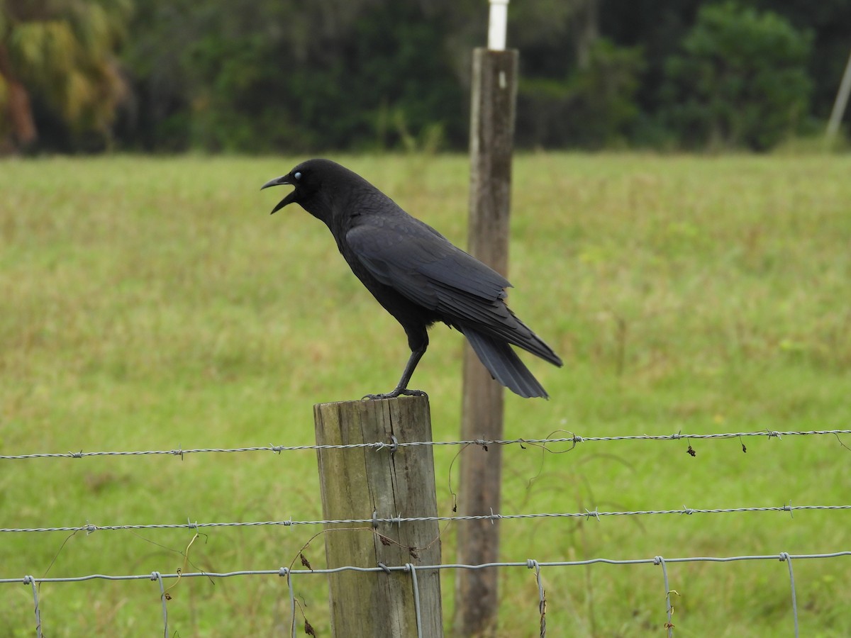 American Crow - ML643290266