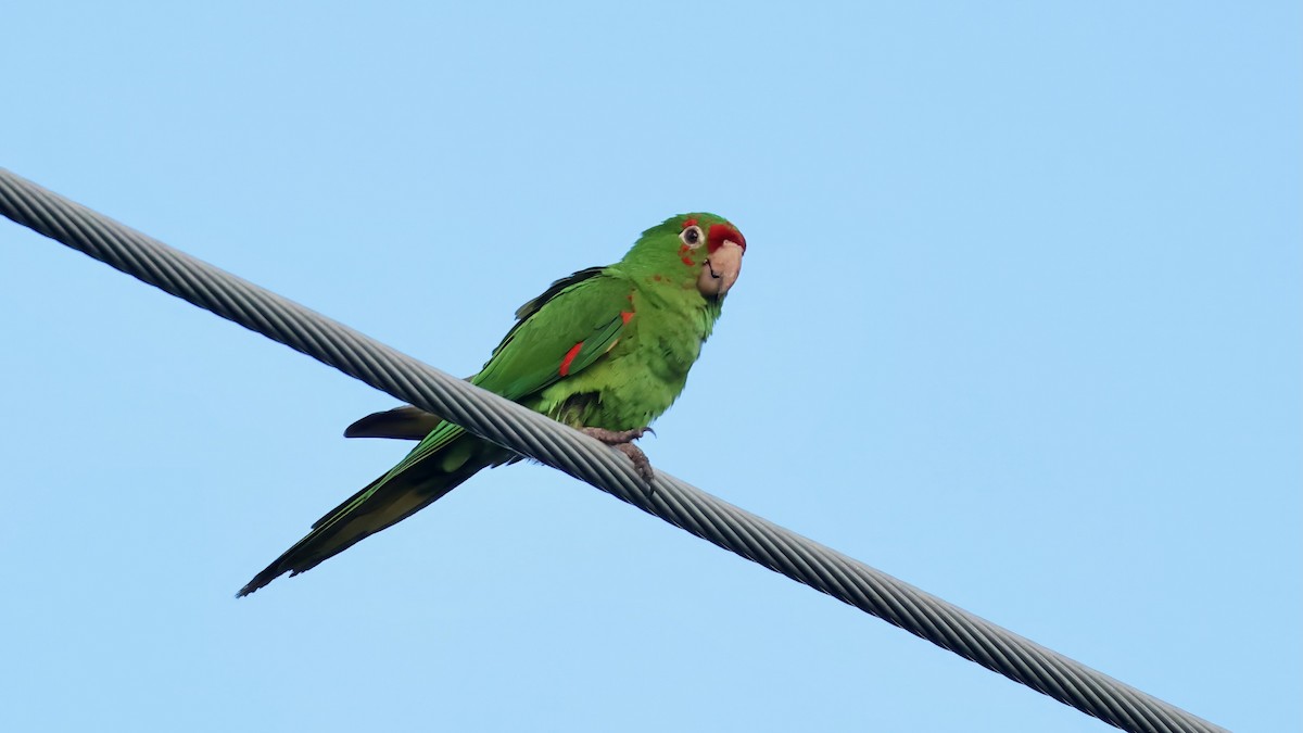 Sittich, unbestimmt - ML643290267