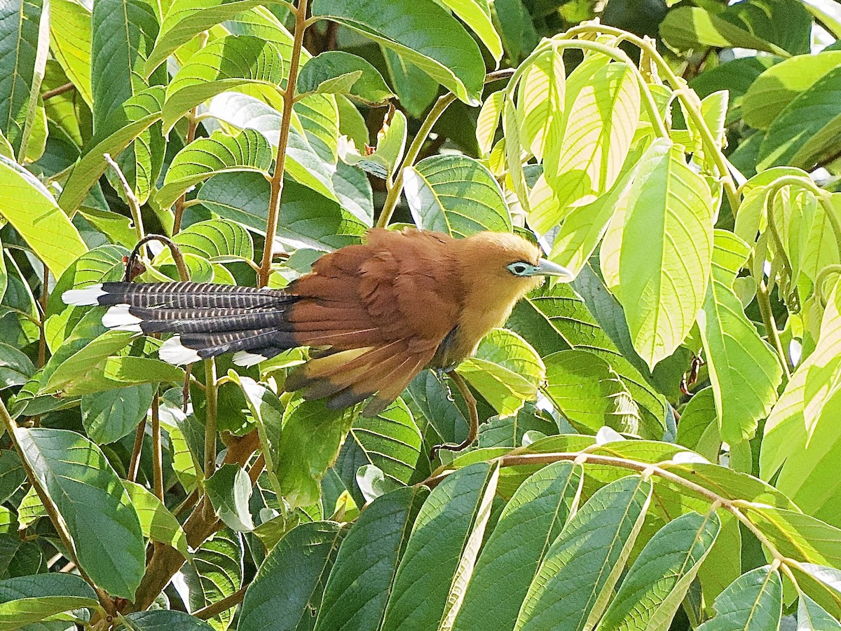 Raffles's Malkoha - ML643290269