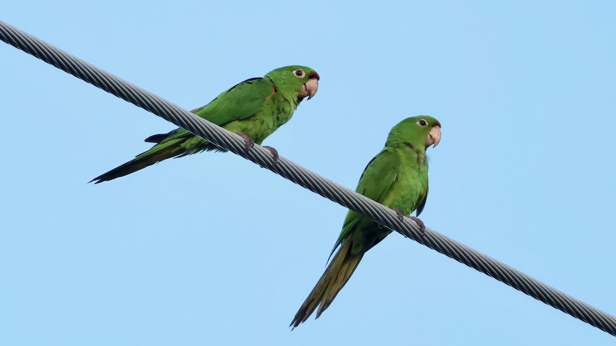 Sittich, unbestimmt - ML643290275