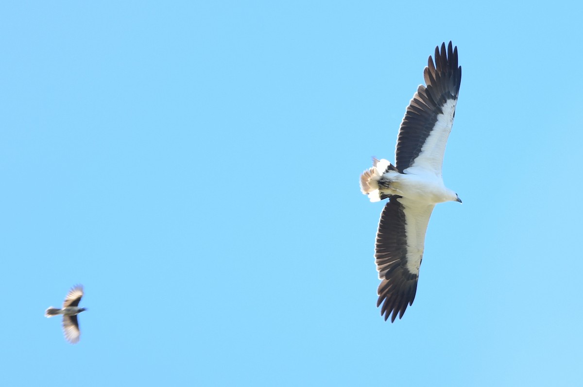 White-bellied Sea-Eagle - ML643290277