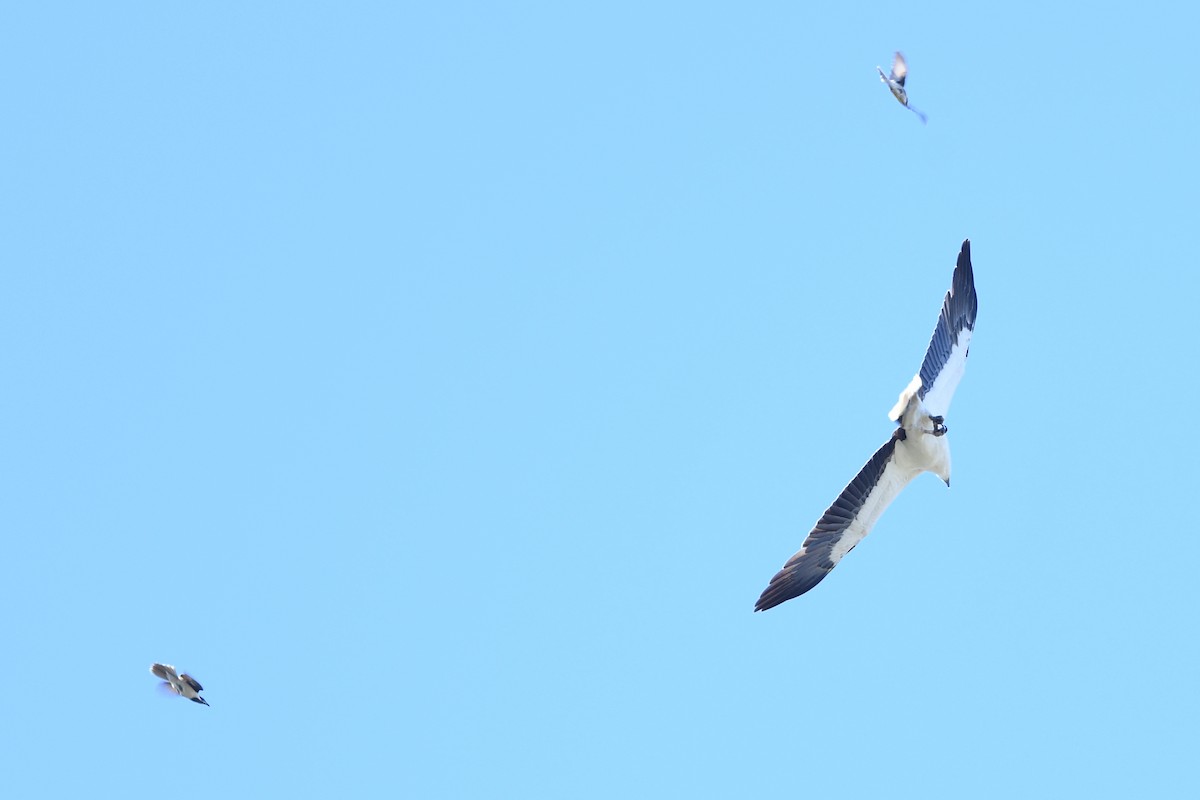White-bellied Sea-Eagle - ML643290282