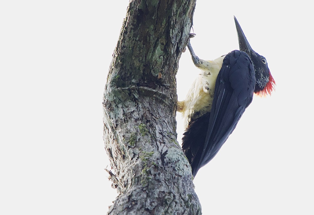 White-bellied Woodpecker - ML643290296