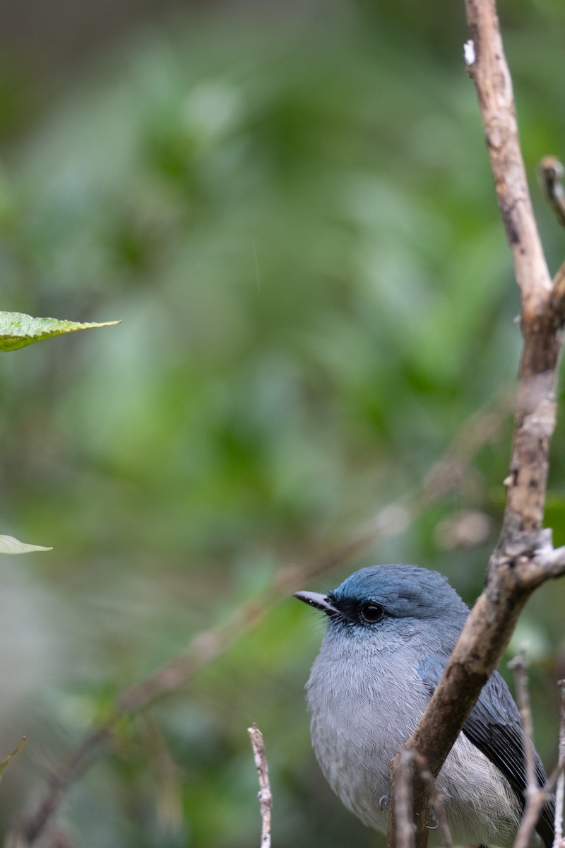 Dull-blue Flycatcher - ML643290299