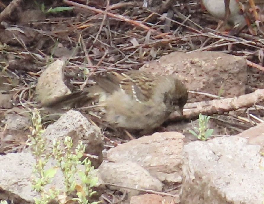 Golden-crowned Sparrow - ML643290363