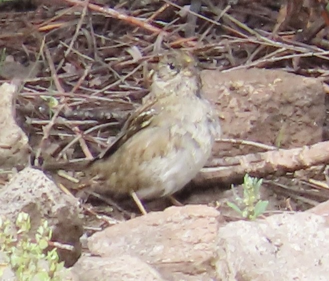 Golden-crowned Sparrow - ML643290364