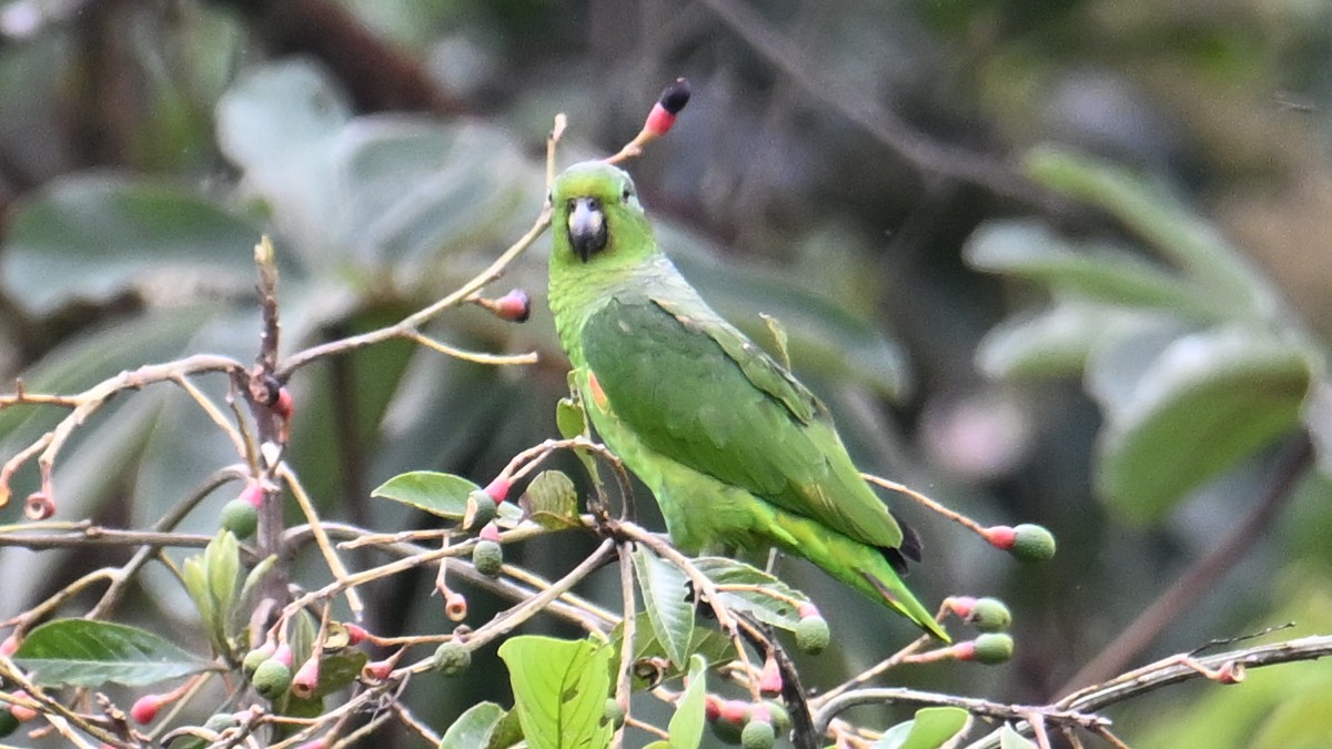 Scaly-naped Amazon - ML643290375