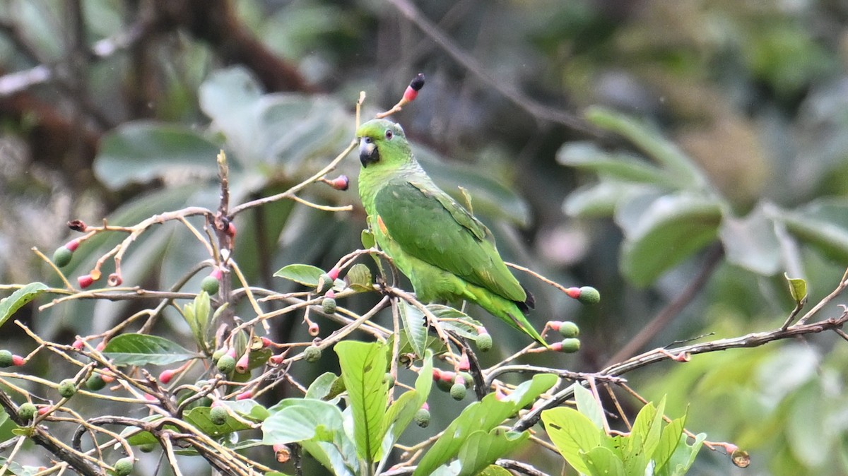 Scaly-naped Amazon - ML643290382