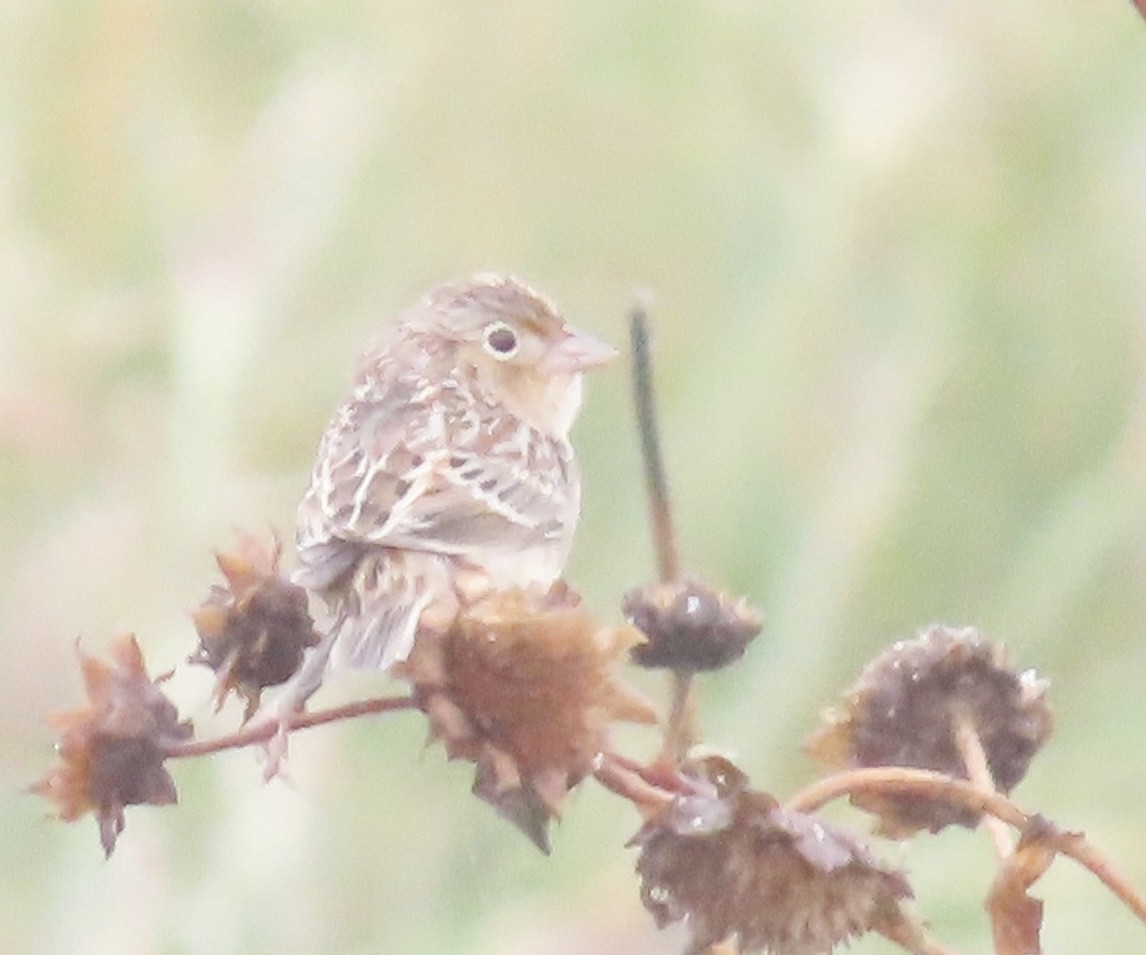 Grasshopper Sparrow - ML643290387