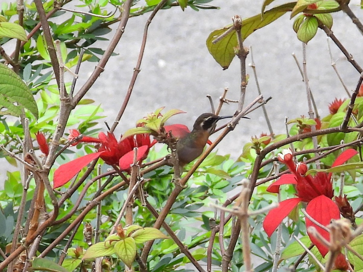 White-bearded Hermit - ML643290400